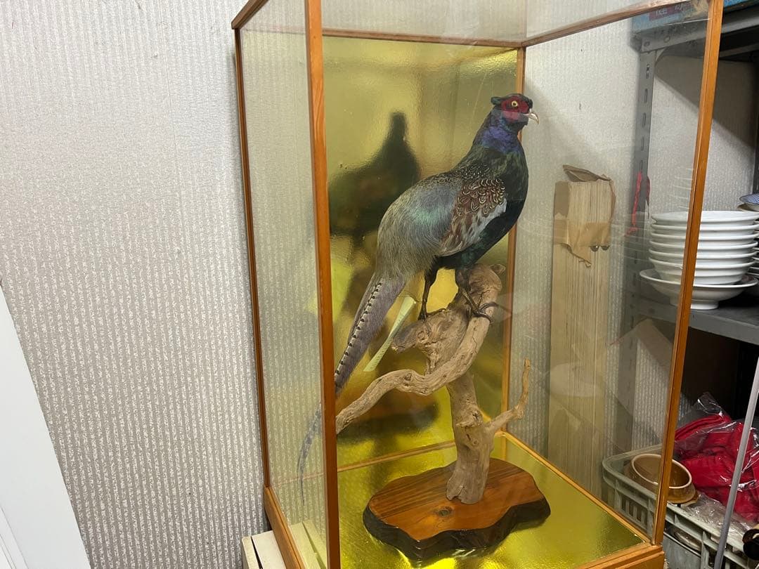 剥製のキジ 約30cm