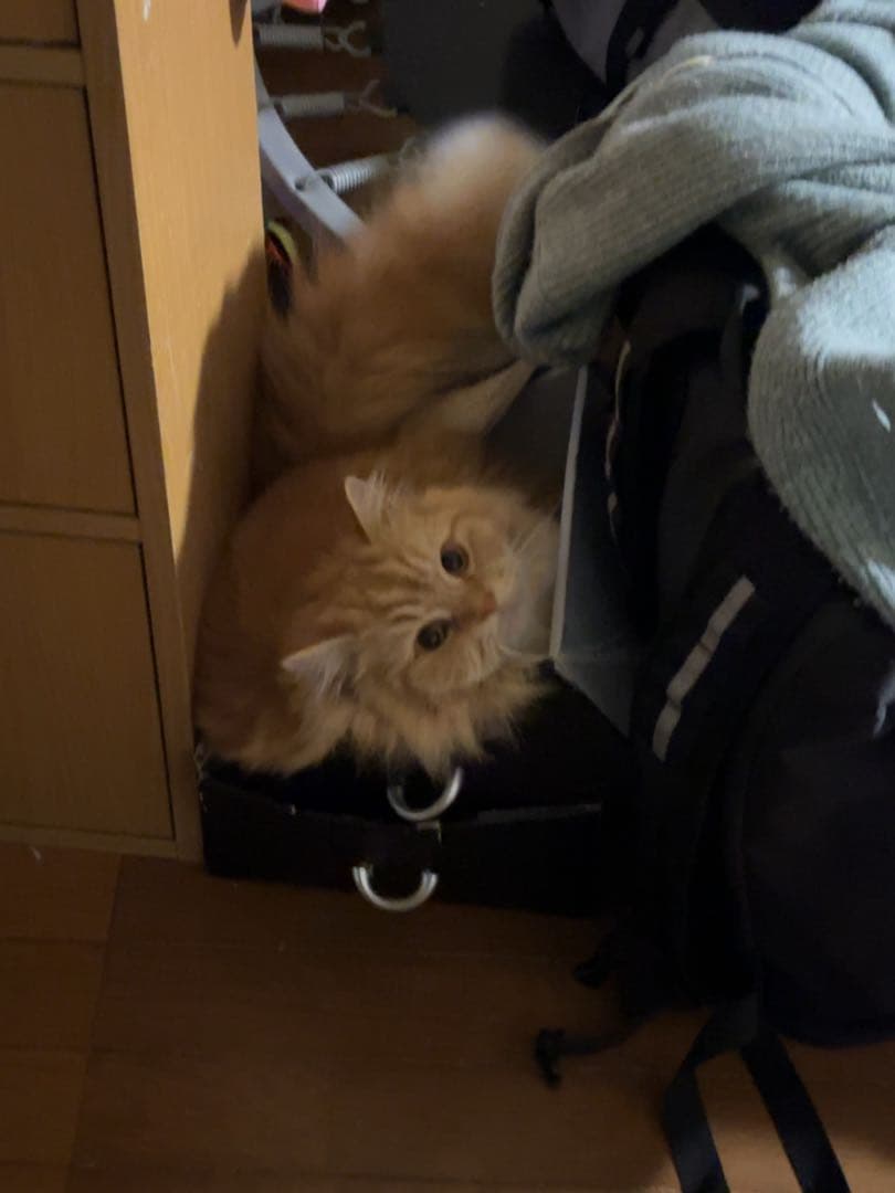 Campagnolo 見たらいいことあるよ〜