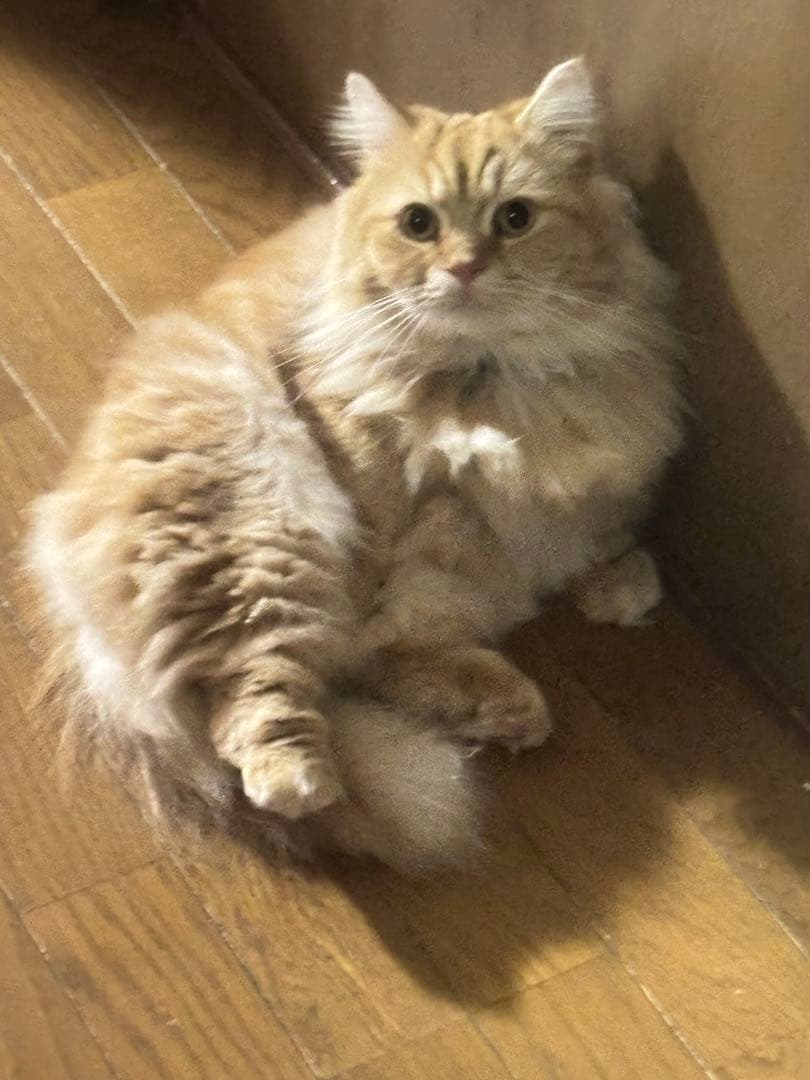 Campagnolo 見たらいいことあるよ〜