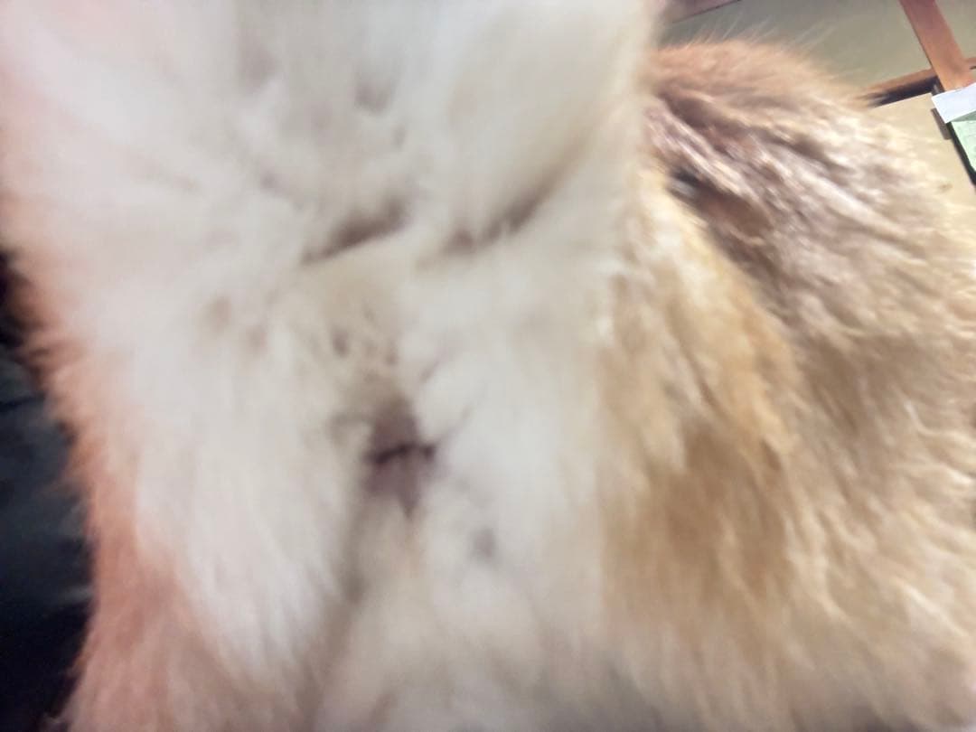 Campagnolo 見たらいいことあるよ〜