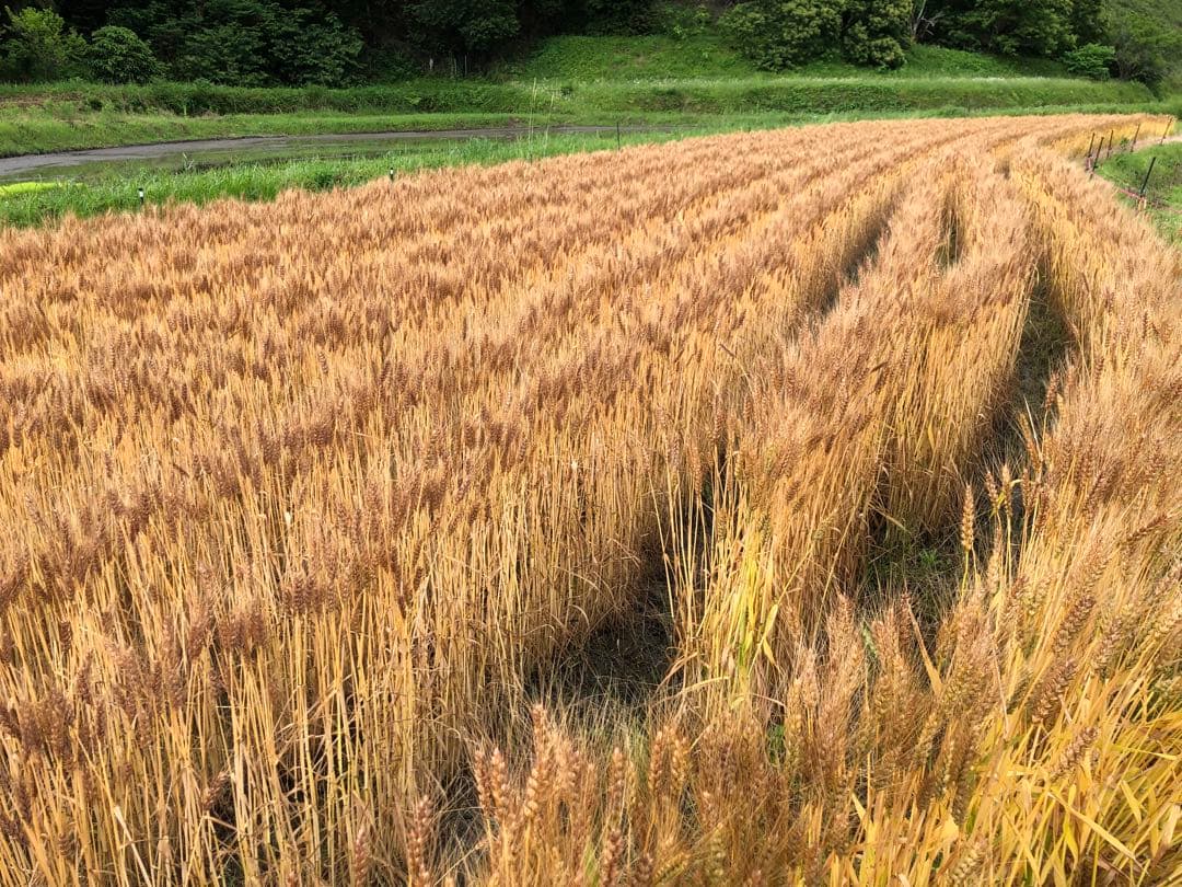 小麦　ミナミノカオリ 10kg 奈良産
