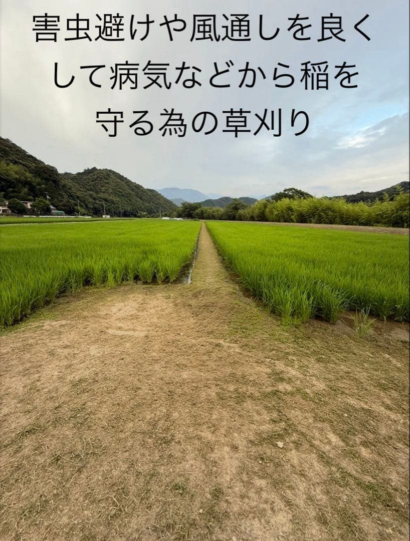 令和7年度愛媛県産コシヒカリ10k 特別栽培米　エコえひめ(一等米)