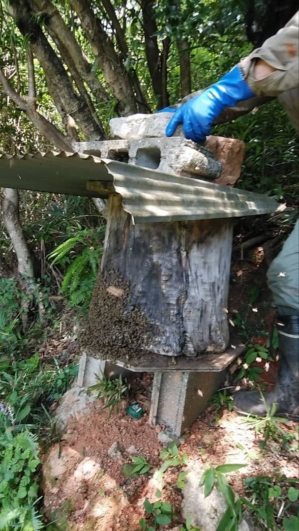 日本ミツバチ 蜂蜜 令和7年 採れたて 600g×4本 たれ蜜 非加熱　百花蜜