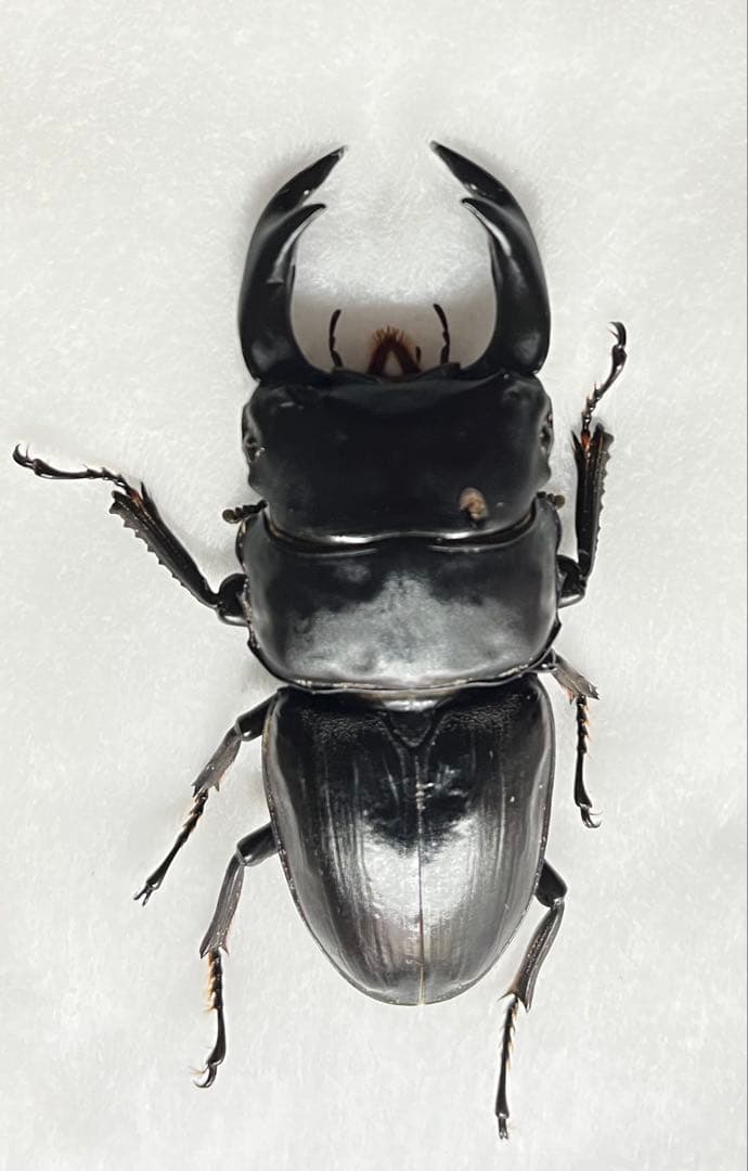 対馬産 オオクワガタ WF1 71ミリ 標本