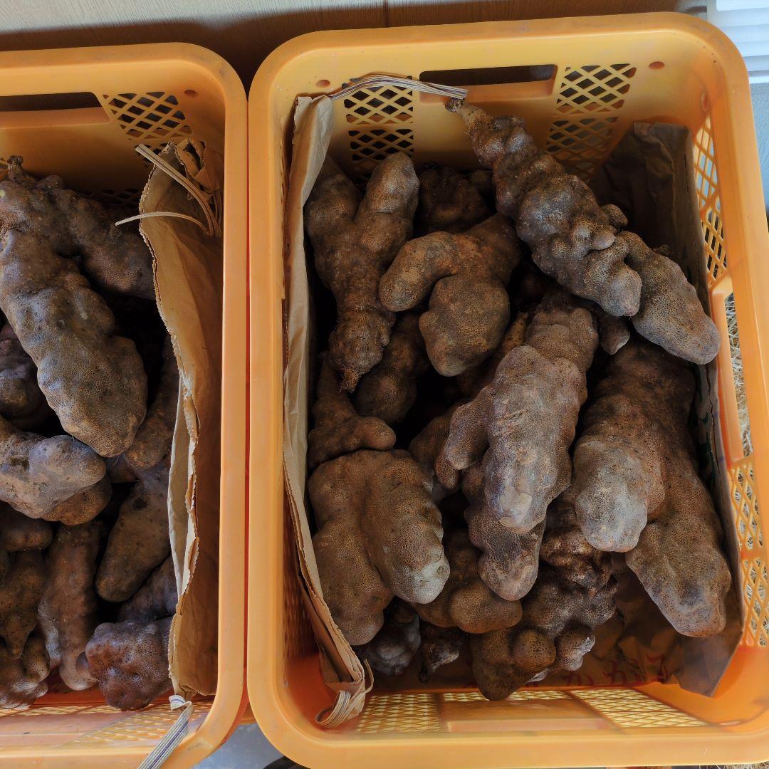 滋賀県産　秦荘の山芋2級品 5kg