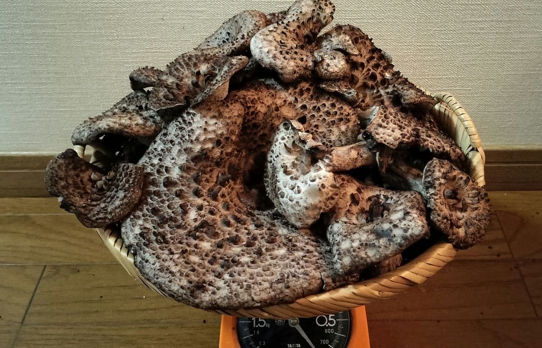 岩手県産 香茸 コウタケ 800g 10/5採取 ④