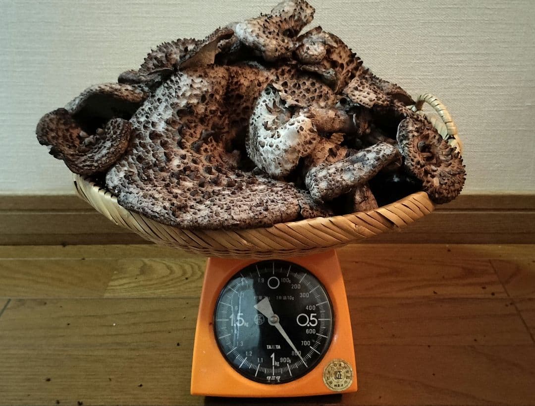 岩手県産 香茸 コウタケ 800g 10/5採取 ④