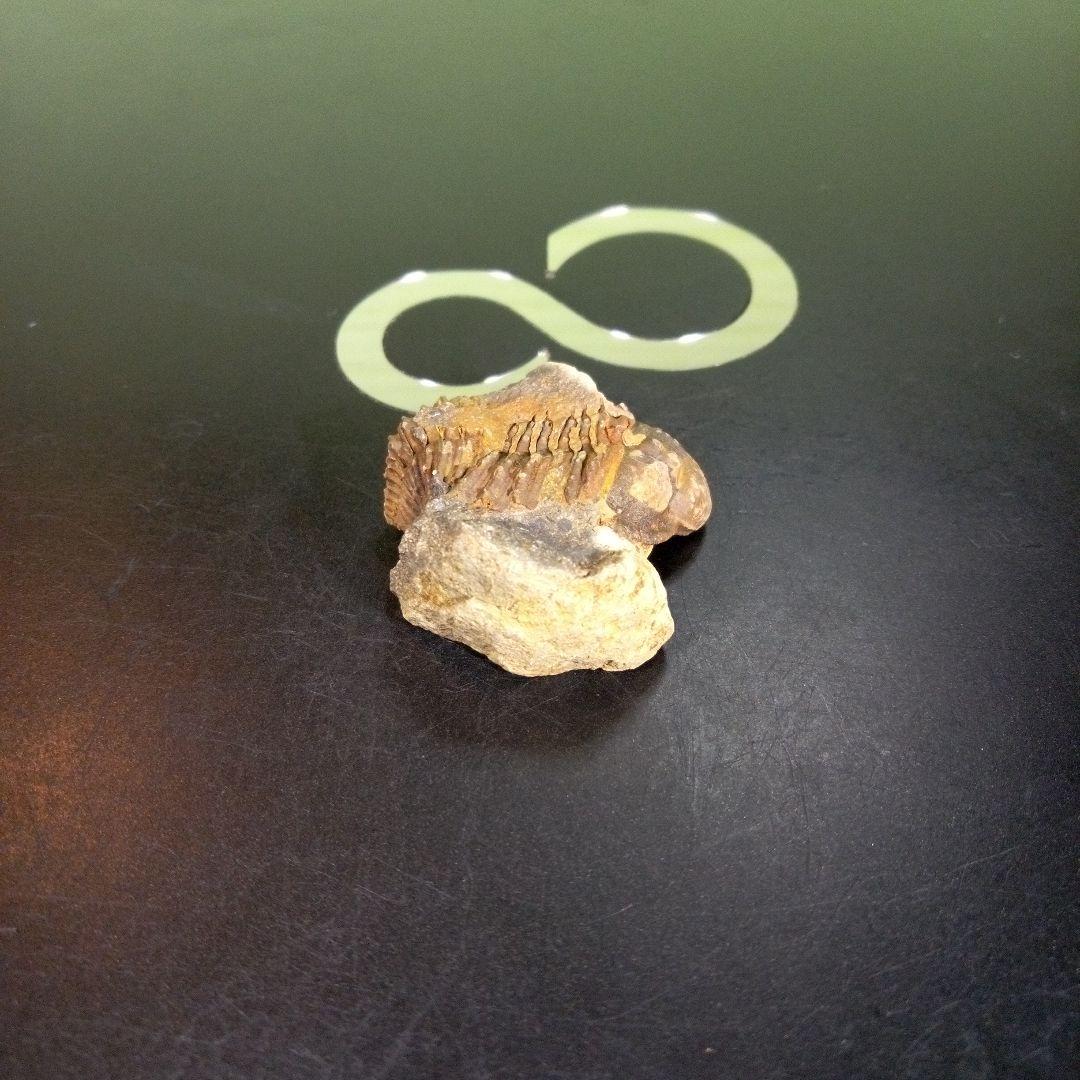 三葉虫　化石　fossil　海　ボリビア産　trilobite　海生動物網⑨