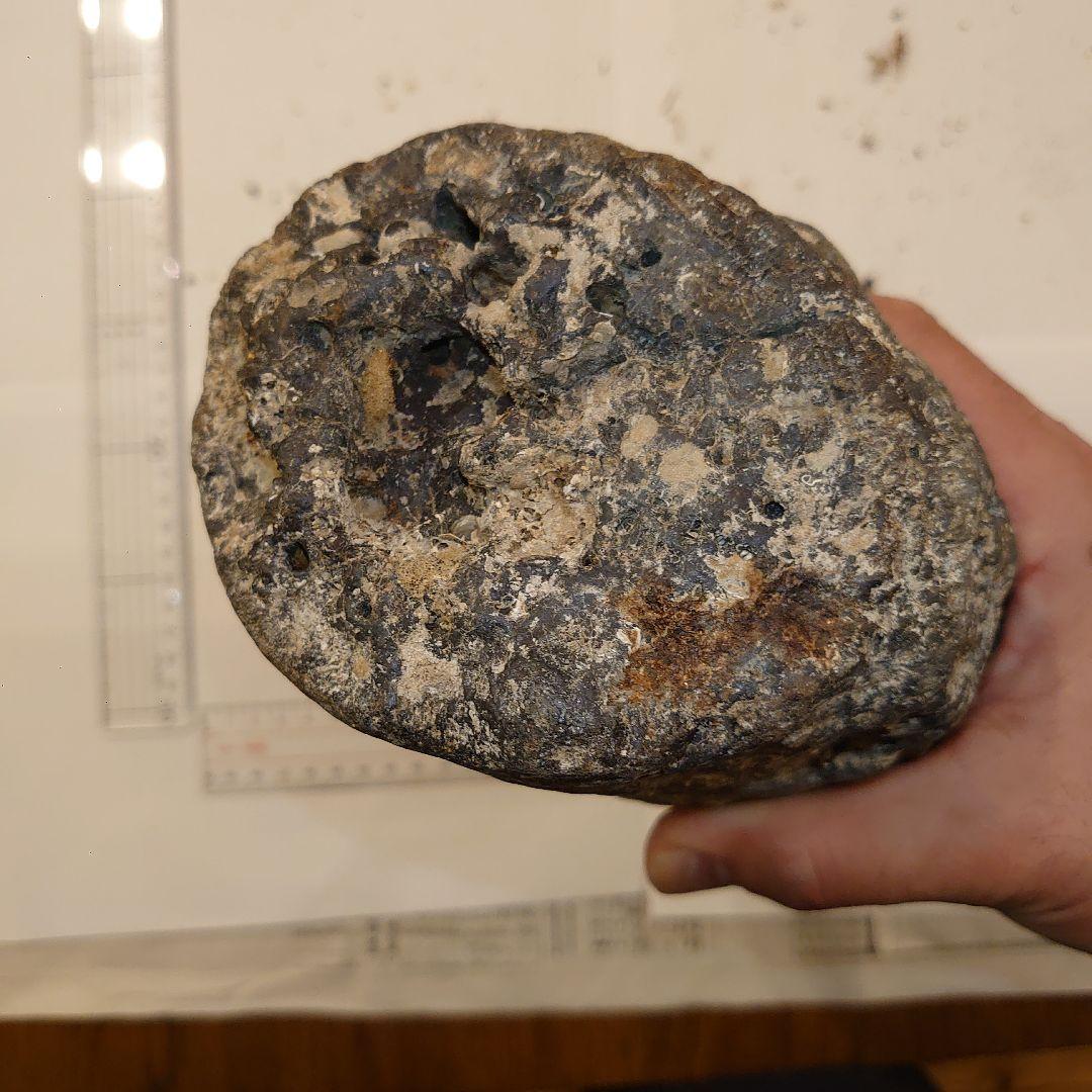 ナウマンゾウ　海上がり　化石　牙？