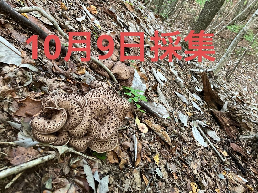 乾燥香茸　概ねA等級　300g以上　オマケ付き