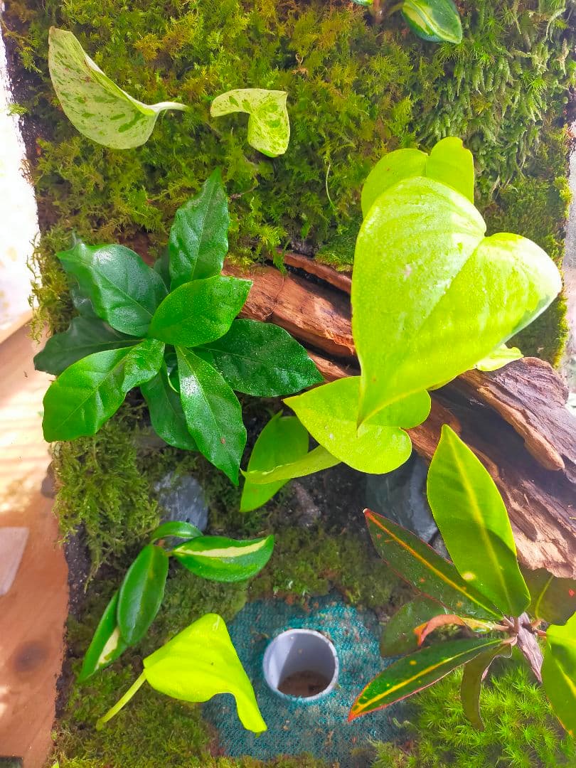 隠れ家付き！大自然の中の飼育箱、