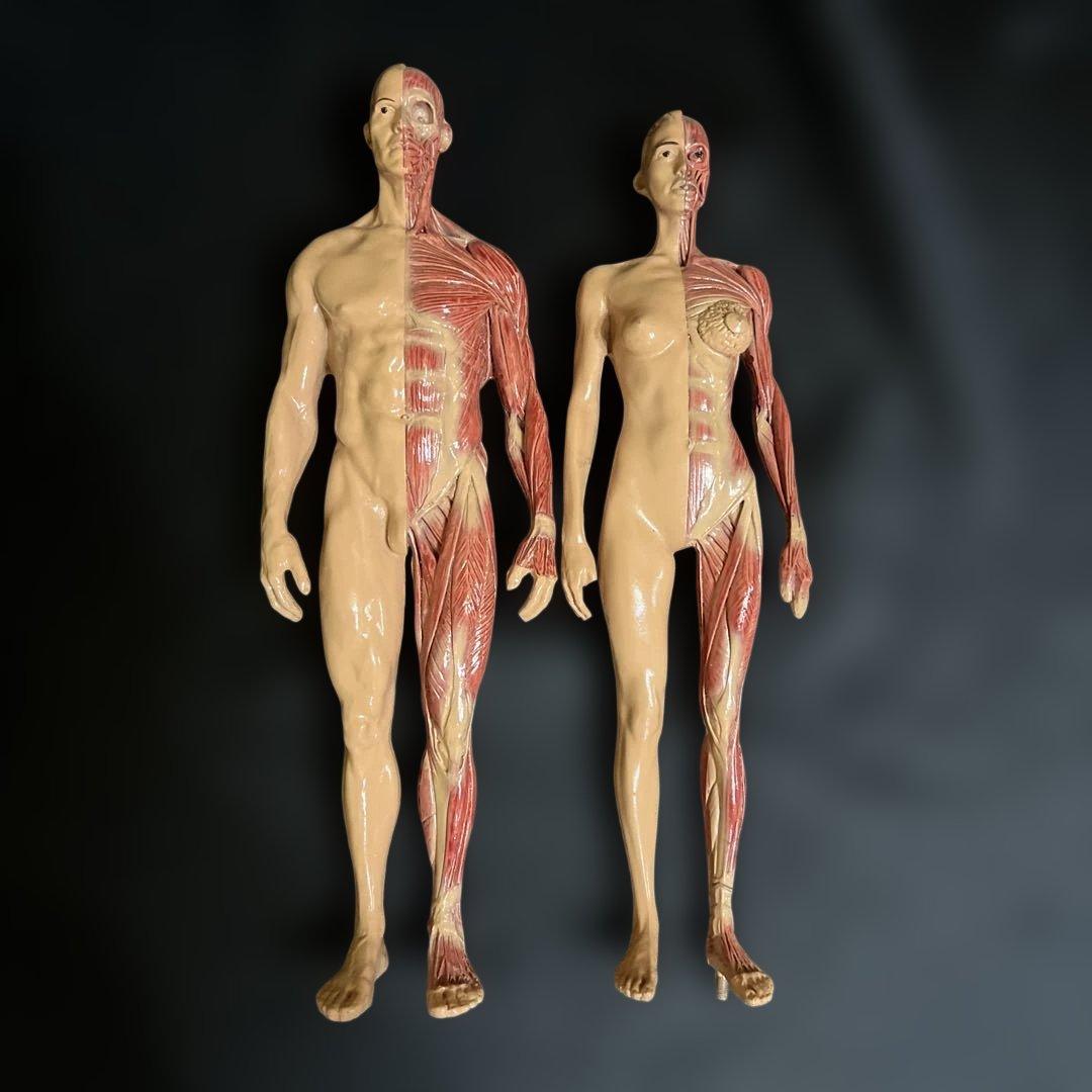 人体模型　貴重　激レア　男女