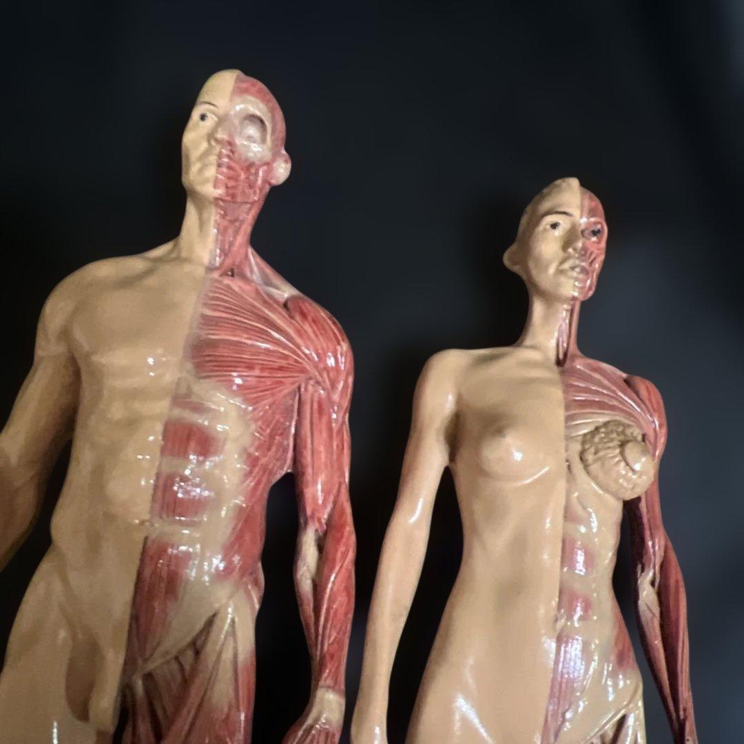 人体模型　貴重　激レア　男女
