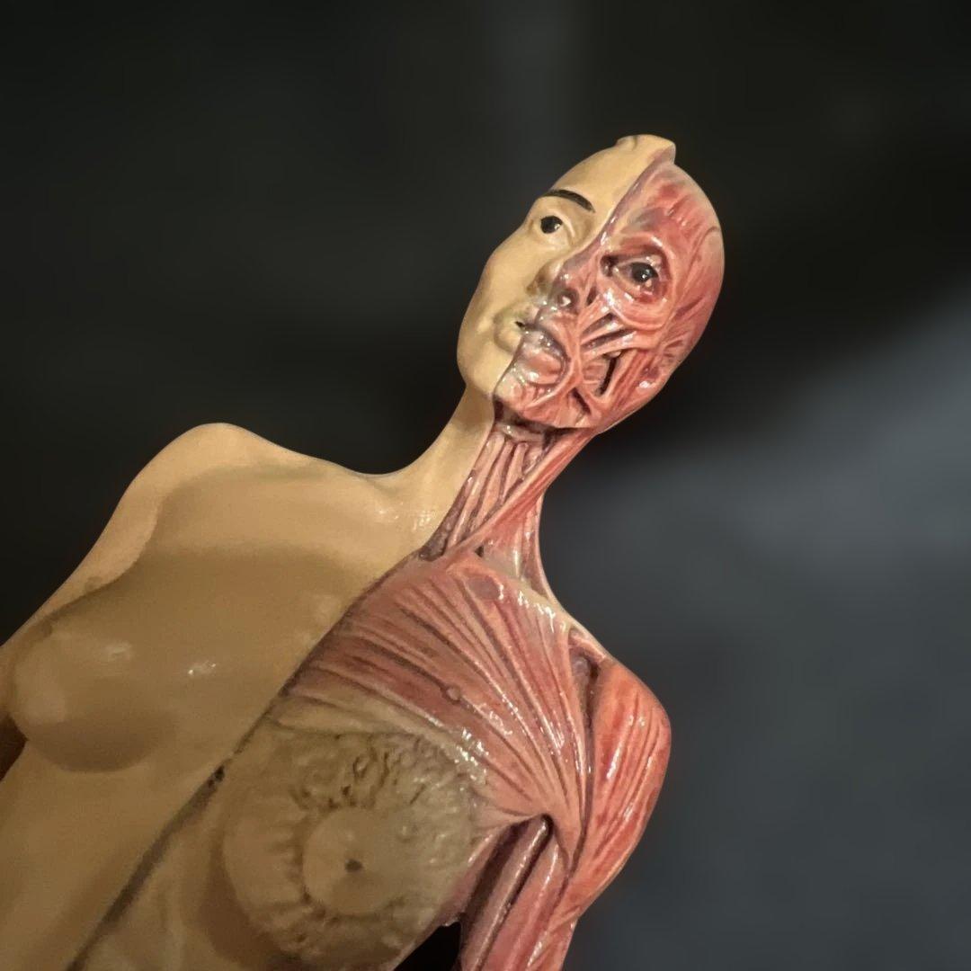 人体模型　貴重　激レア　男女