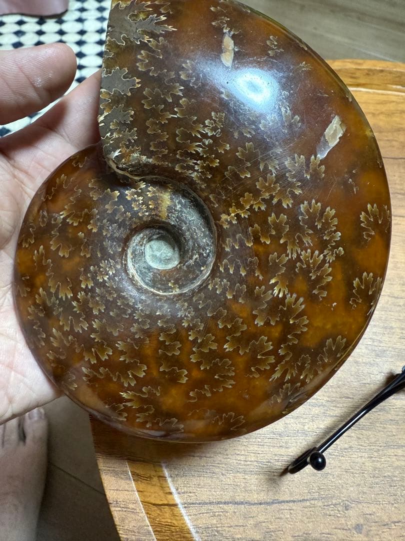 新品マダガスカルのアンモナイト化石　超大　本物希少 貴重品　置物　送料無料