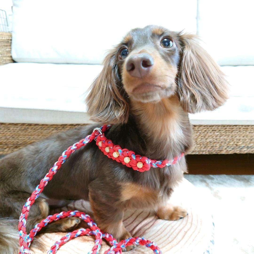 パラコードリード　スリップリード　首輪一体型リード　お花　№024