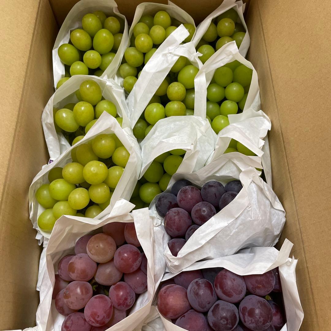 なるそう様★訳ありシャインとクィンニーナ　4キロ　※画像のままいきます