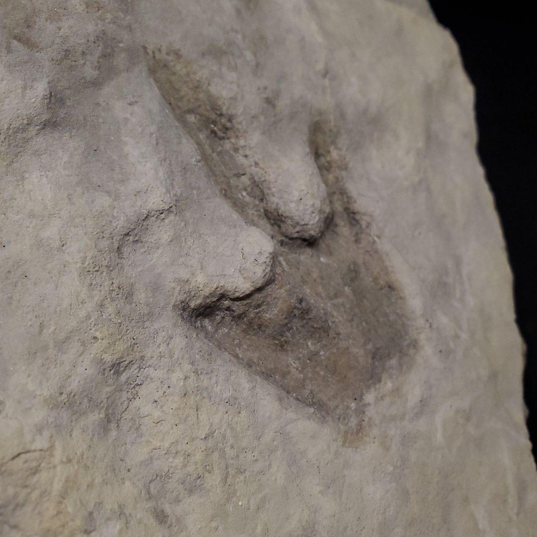 再開予定　準備中さま　希少 グラレーター 恐竜 足跡 270mm fr60