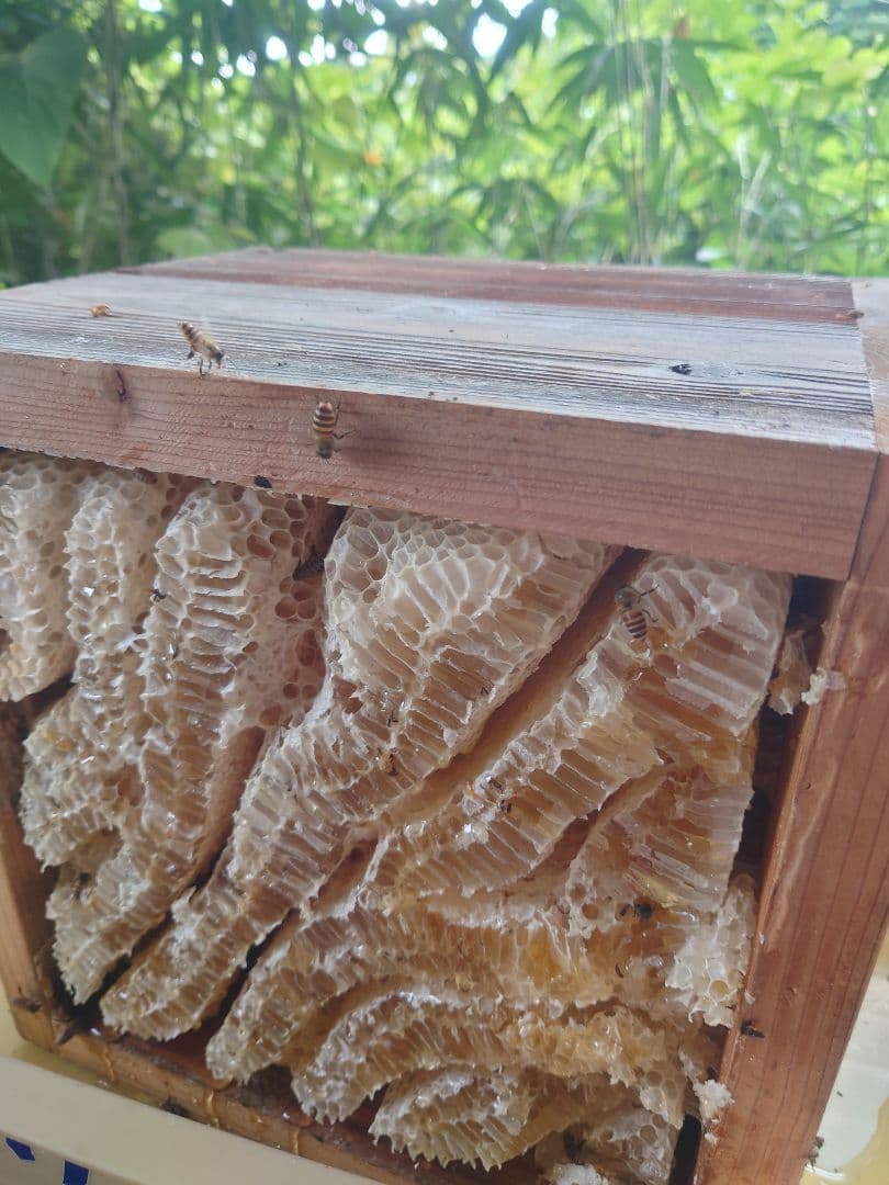 フレッシュ日本蜜蜂 はちみつ900g(S4Y0箱)2本(S5Y0箱)1本