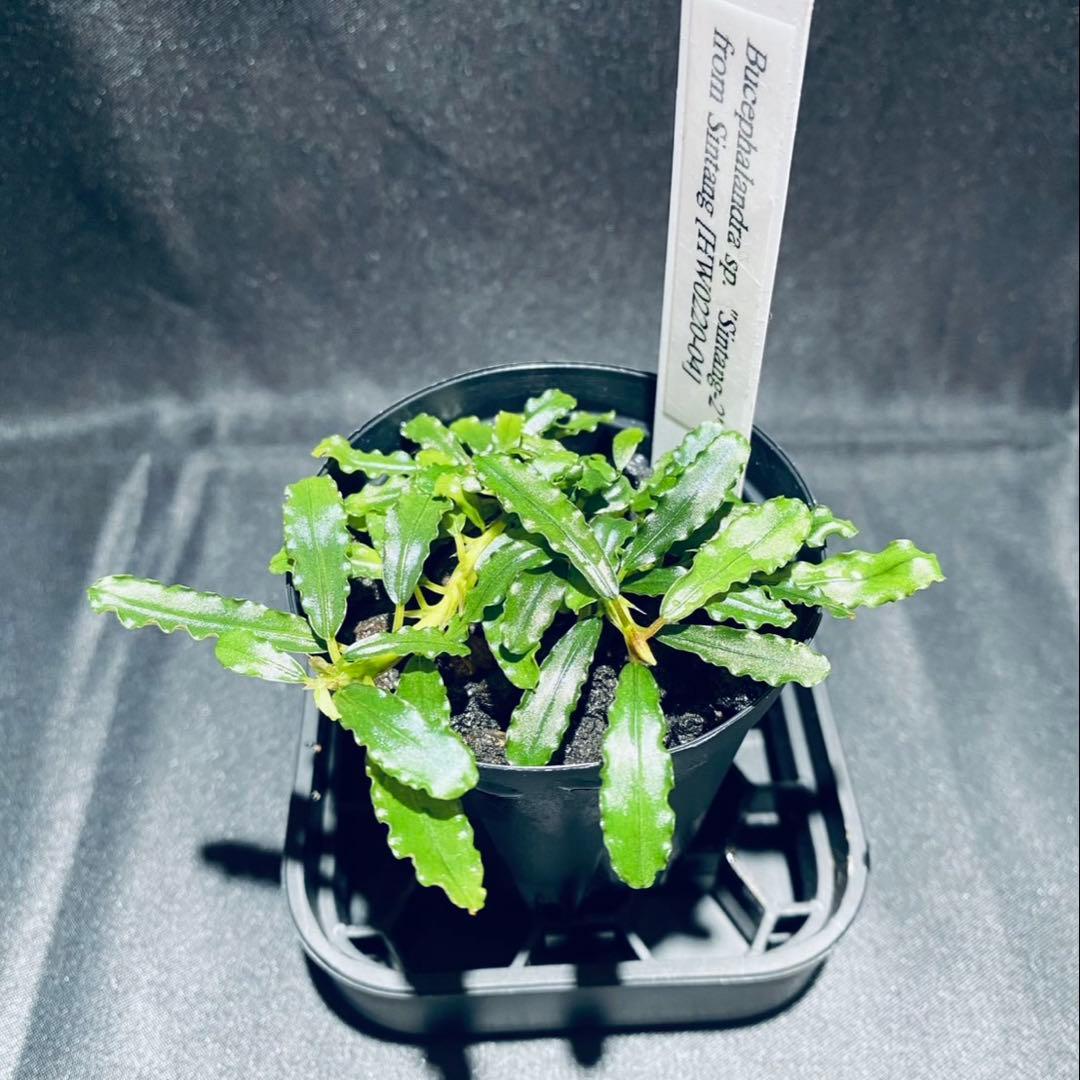 【 HW便】Bucephalandraセット②