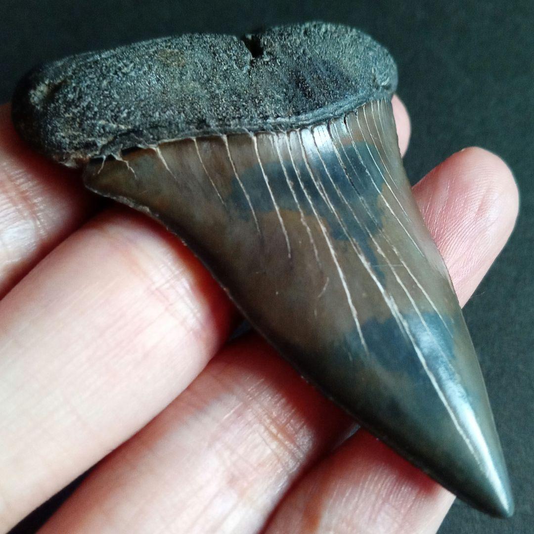 サメの歯　ホホジロザメ　絶滅種　特大　完全体　極美麗　６５mm