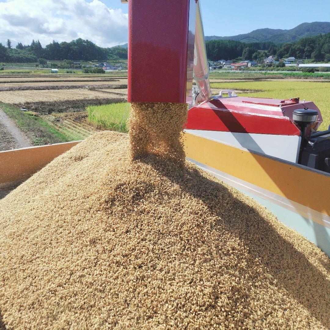 もち玄米■ヒメノモチ　20㎏(5kg×4袋)一等米☆農家直送