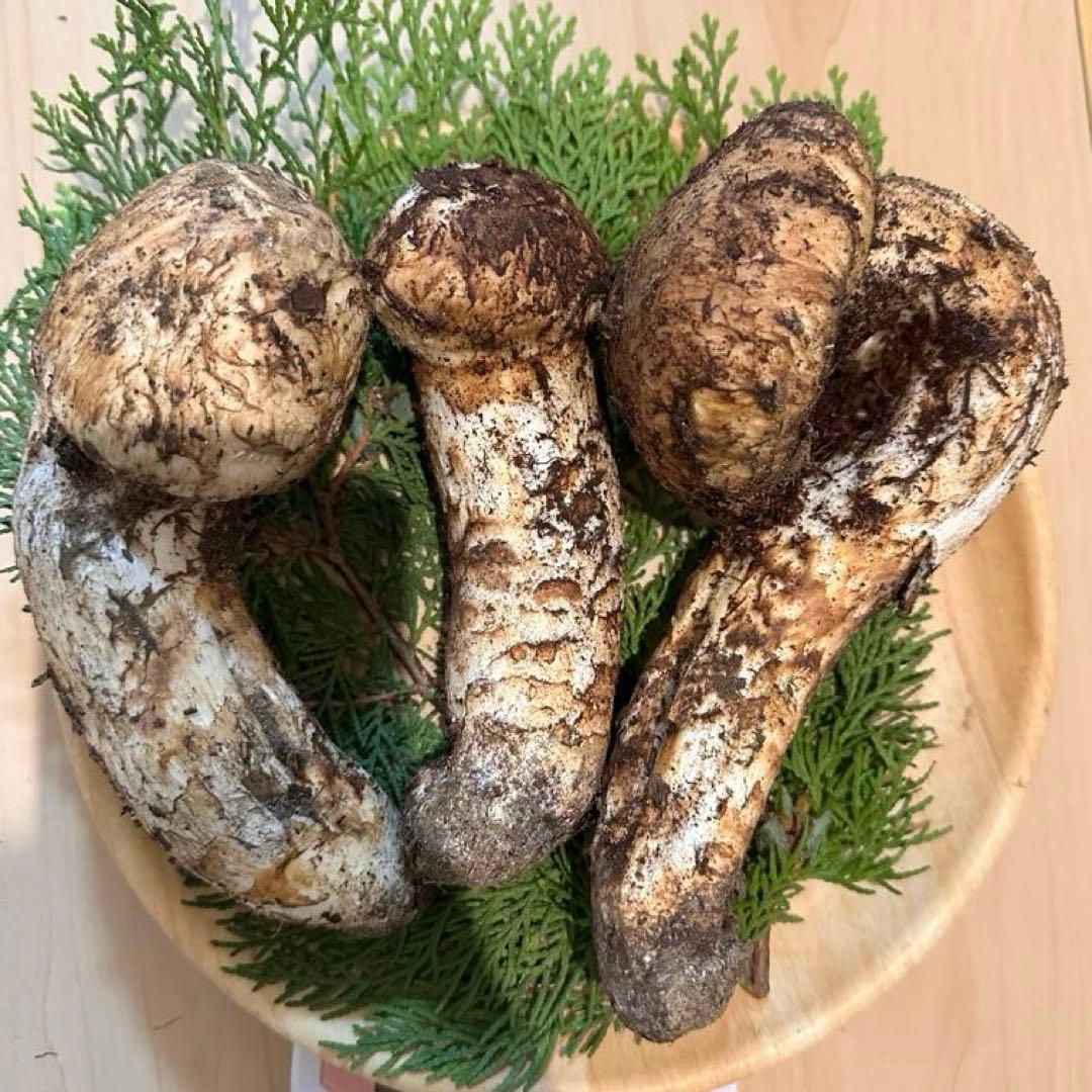 国産松茸424g【そろそろ最終】