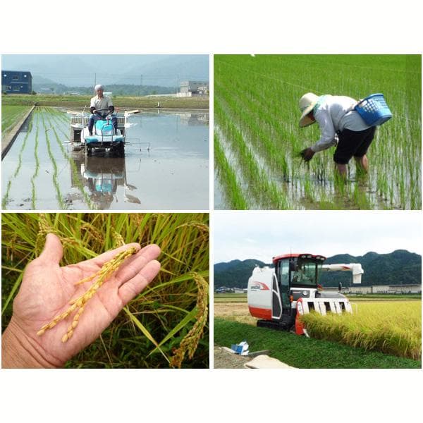 無農薬有機米コシヒカリ玄米１５kg（福井７年産新米）食味ランク最高 S・精米無料