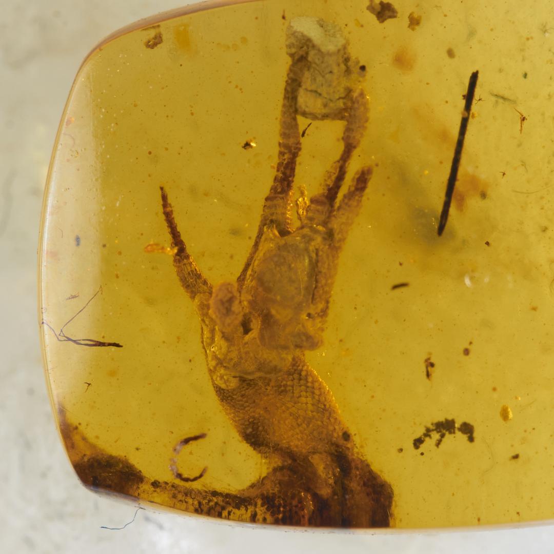 レア極上品 PA0014虫入り琥珀化石　ミャンマーカムティかタナイ9900万年前