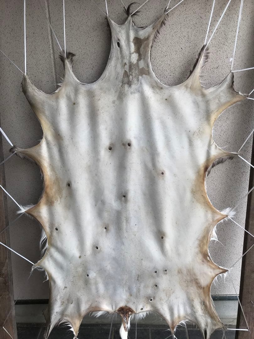 ニホンジカ ♀毛皮 23-12