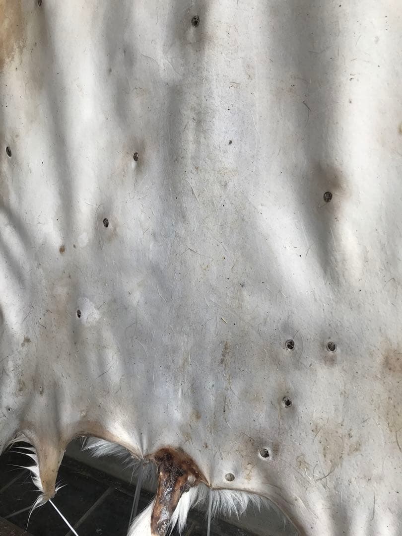 ニホンジカ ♀毛皮 23-12