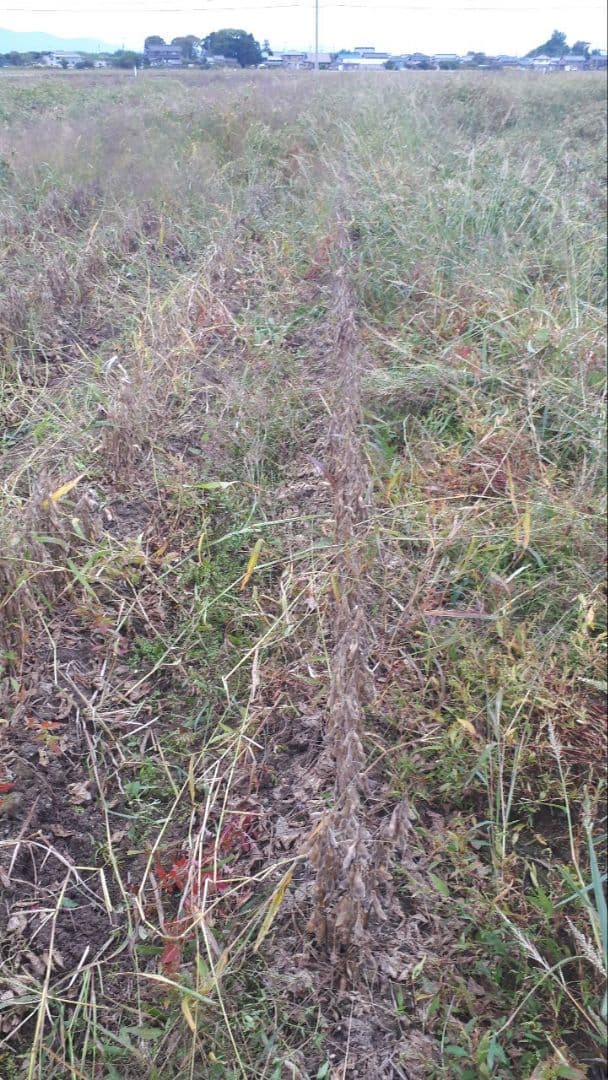 【sora】農薬・化学肥料不使用　令和7年度産　滋賀県産大豆8000g