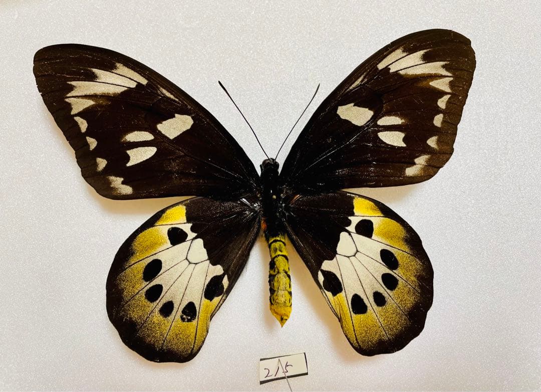 チトヌストリバネアゲハ（1メス・Arfak Mt INDONESIA産）