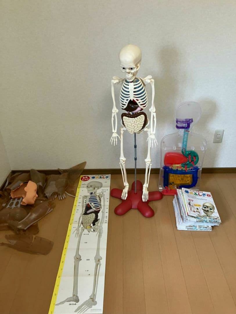 アーサーが教える体のふしぎ 1~ 80巻セット人体模型