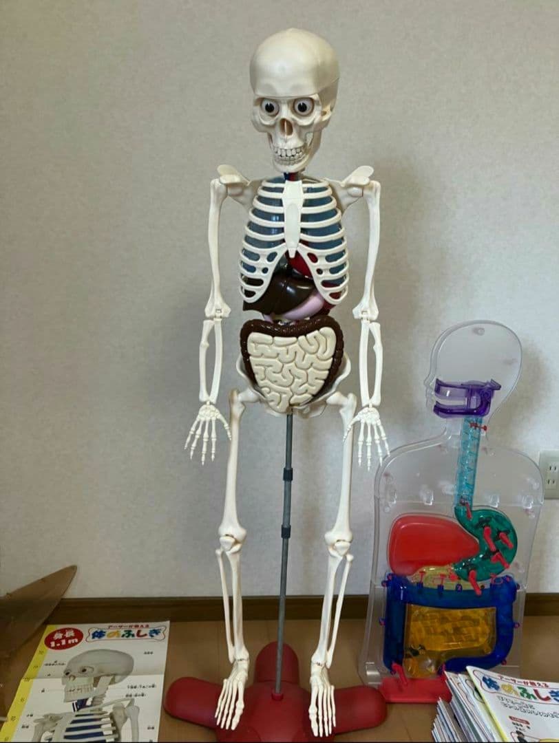 アーサーが教える体のふしぎ 1~ 80巻セット人体模型