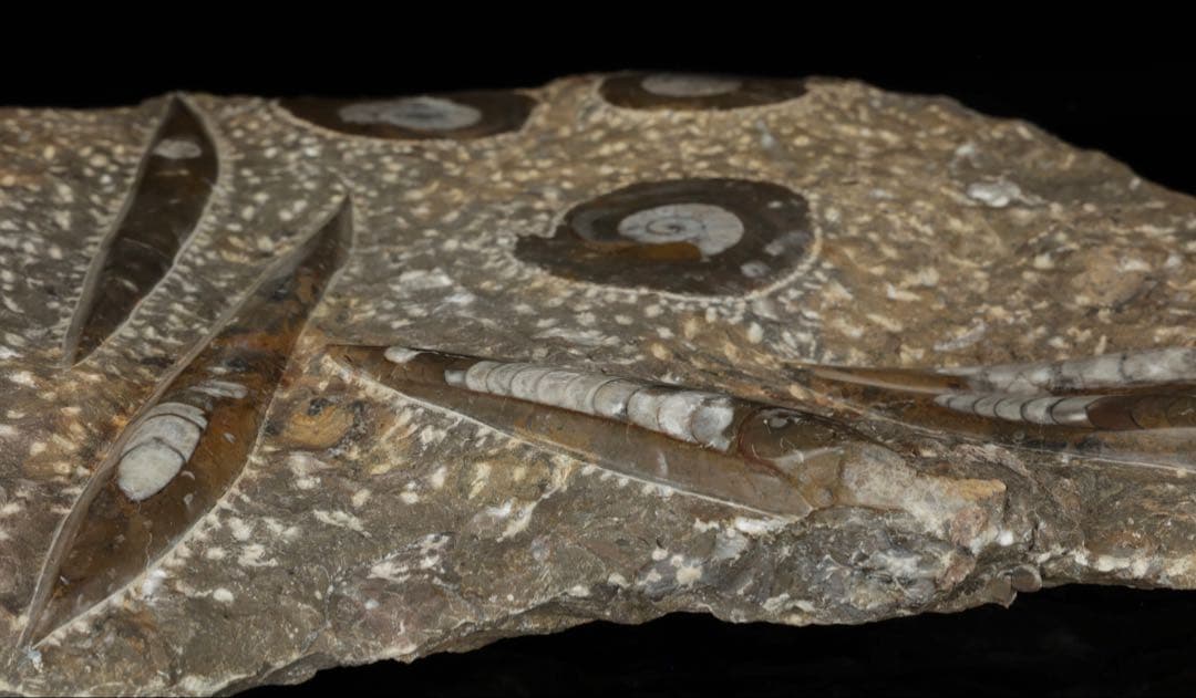 アンモナイト オルソセラス 化石プレート 6.3kg台付 直角貝 古生物化石標本