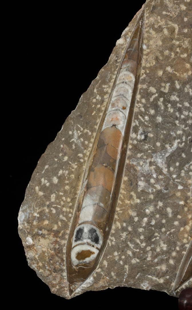 アンモナイト オルソセラス 化石プレート 6.3kg台付 直角貝 古生物化石標本