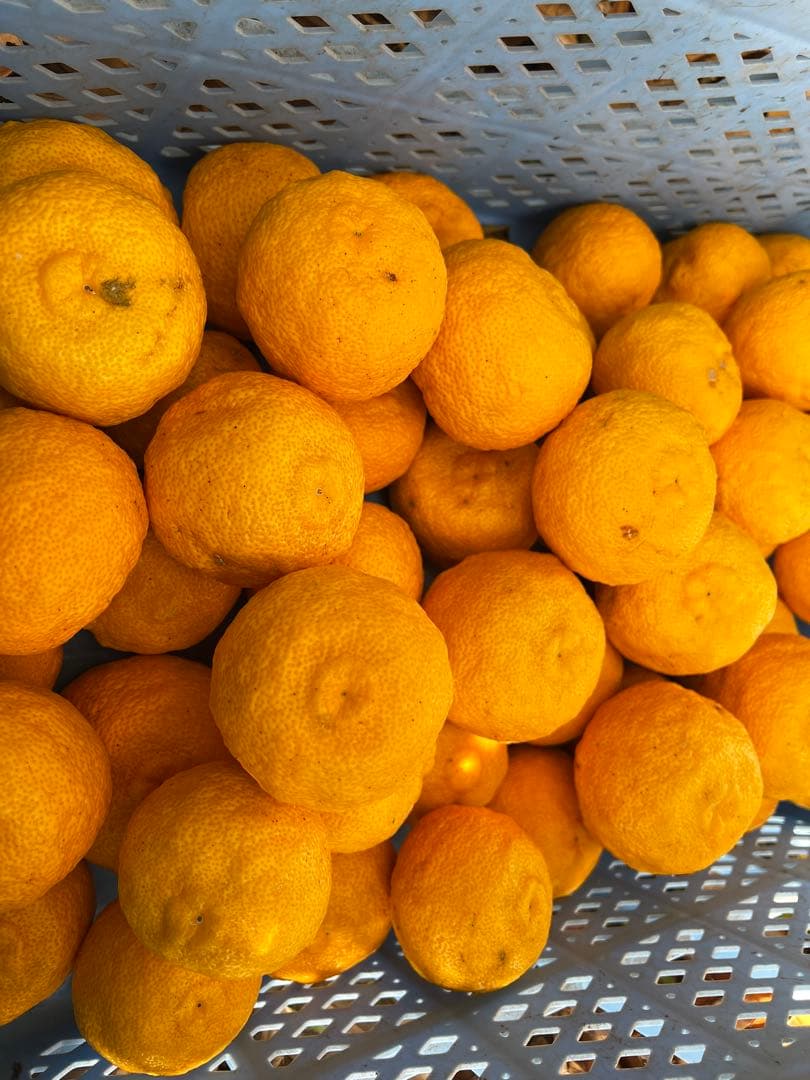 20年間農薬＆化学肥料不使用のNAGOMIの柚子10kg