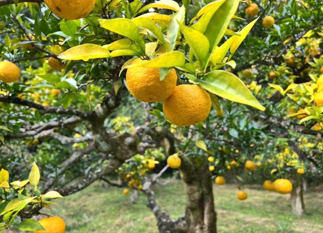 20年間農薬＆化学肥料不使用のNAGOMIの柚子10kg