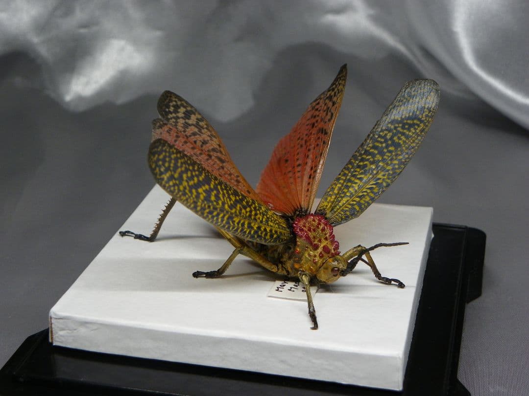 マダガスカルのドクバッタ　立体標本