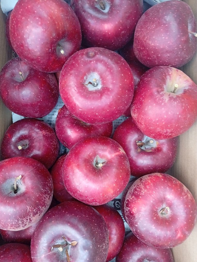 けんぼん　りんご詰め合わせ9キロ