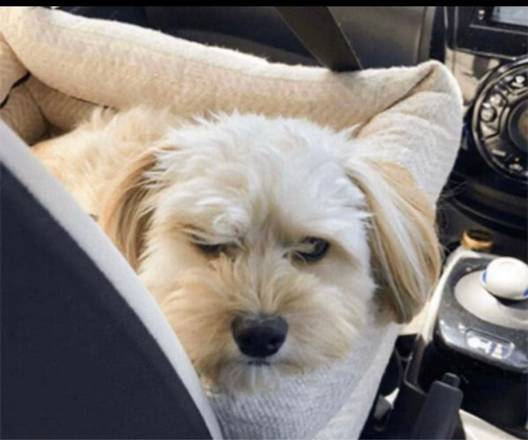 ペピィPEPPY ソファボックス（車窓乗り出し防止ドライブボックス）　アイボリー