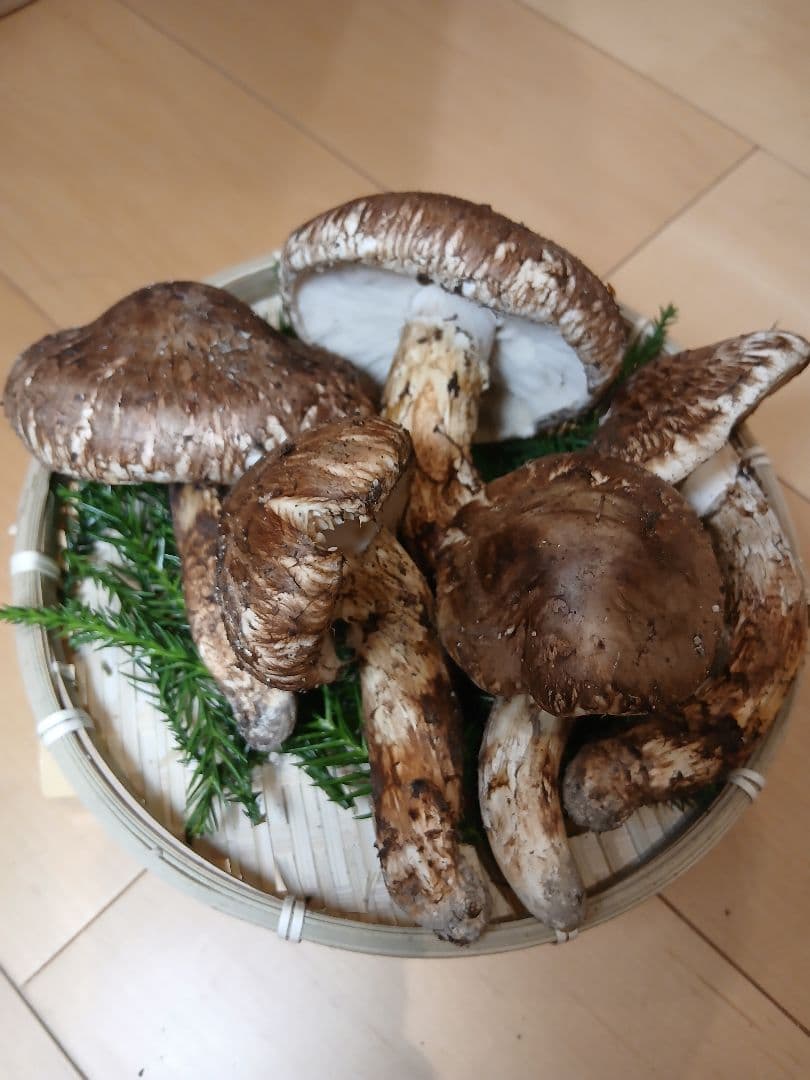 山形県産 松茸 国産 マツタケ まつたけ 松茸専門販売採取その2