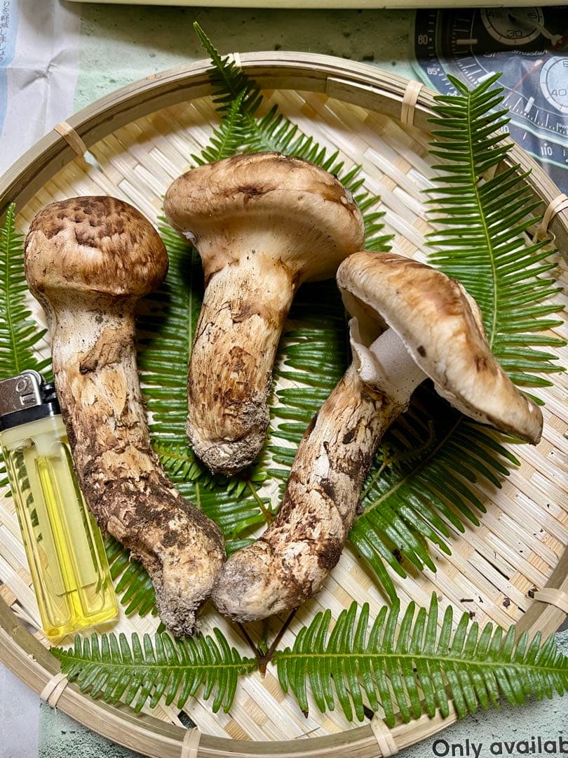 【大阪泉州産】天然松茸 採れたて　良品☆3本150g国産