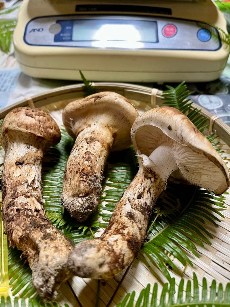 【大阪泉州産】天然松茸 採れたて　良品☆3本150g国産