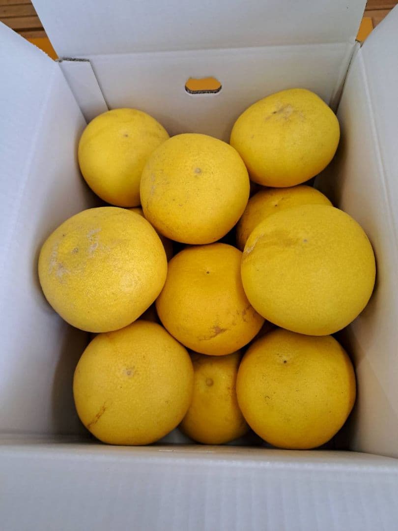 地元果物屋おすすめ高知宿毛産土佐文旦3Lサイズ20キロ家庭用大【メルカリ便送込