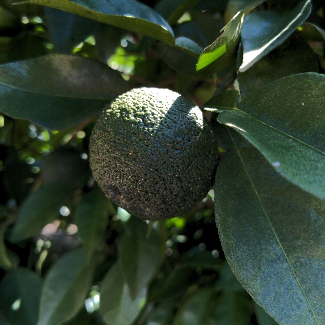ゆず胡椒に！青柚子２０kg（愛媛県産）。そうめんの薬味、冷奴、刺身、酒、焼酎に◎