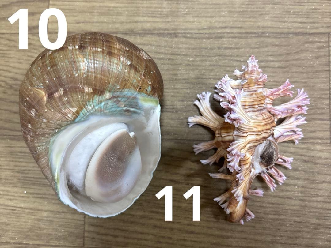 Meyo 7175　　貝殻10点