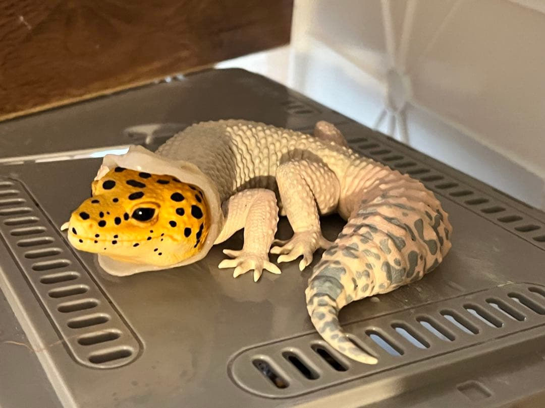 爬虫類 一番くじ A賞B賞D賞E賞ラストワン