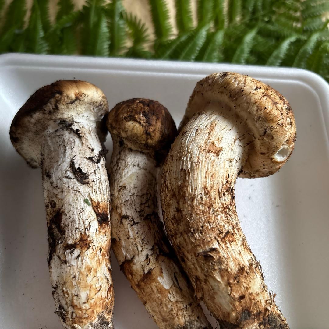 広島県産 松茸３本（197g）1️⃣